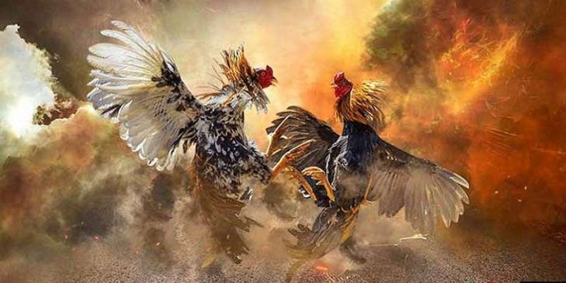 Kênh đá gà c1 Thomo nổi tiếng thế giới