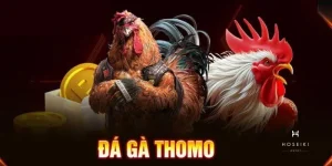 Đá gà thomo